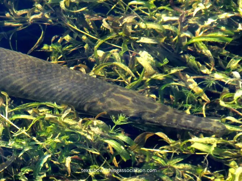 Gar Fish (Lepisosteus platyrhincus)