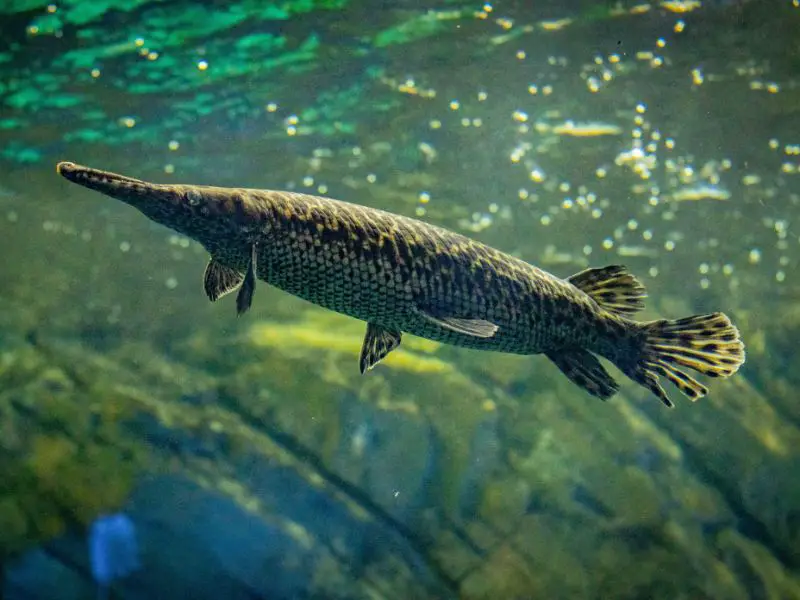 Alligator Gar underwater