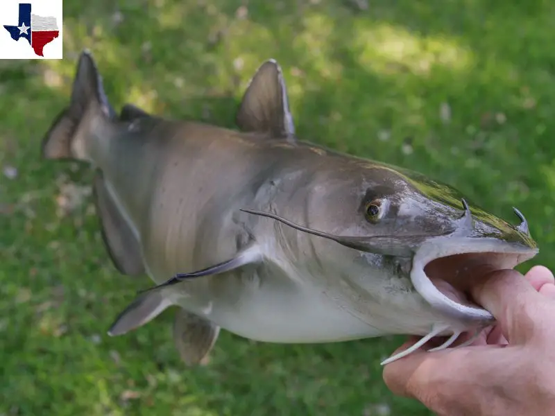 Channel Catfish