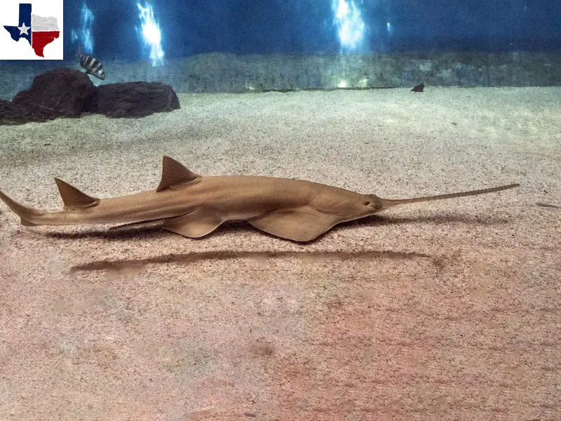 Smalltooth Sawfish